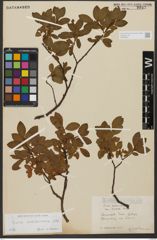 Foto von Salix waldsteiniana Willd.